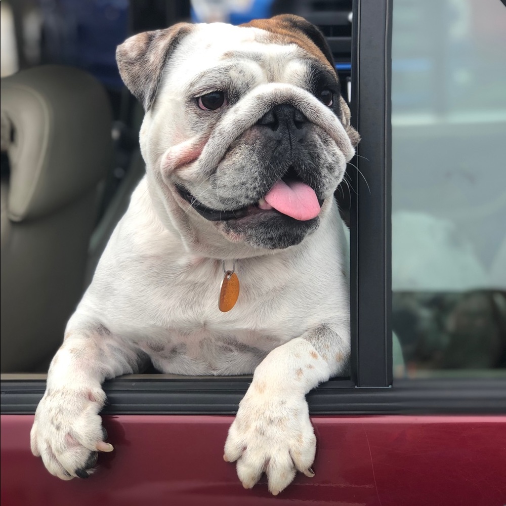 Meet your Posher, Daija